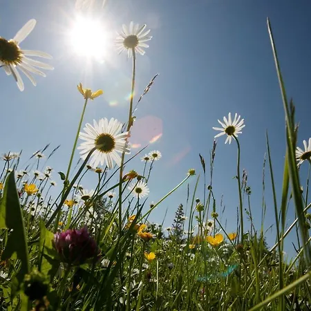 Holder Anhausen (Hayingen)